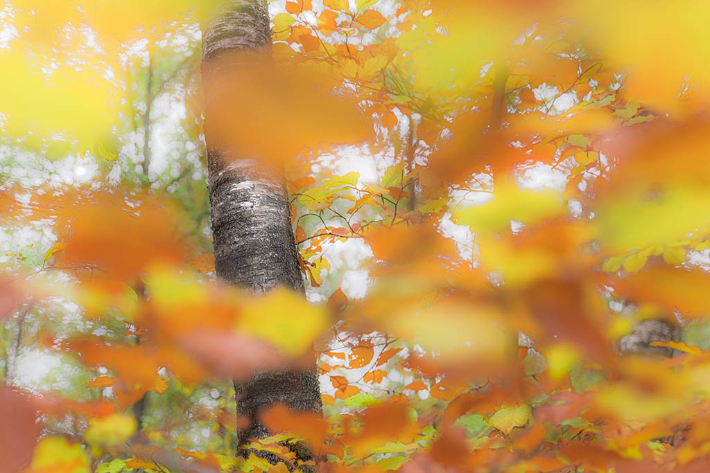 12. De Waarheid als ......................... Redeneeruitkomst