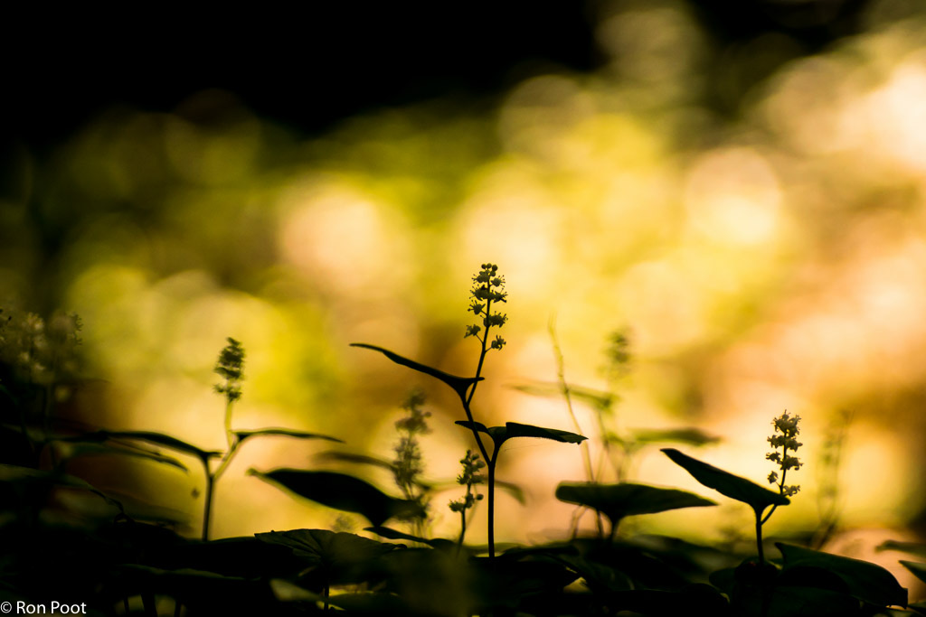 9. De Strijd van Waarheid