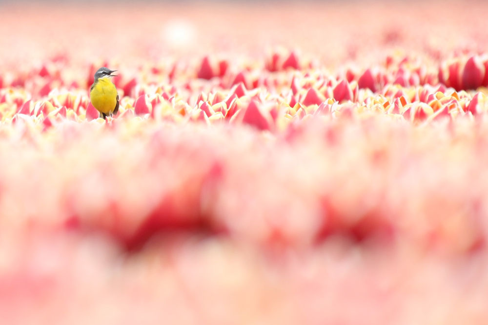 10. Het Wereldbeeld van ................. Nieuw Realisme